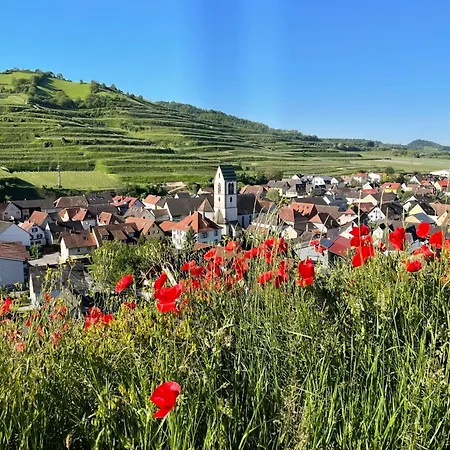 Wiedehopf Vogtsburg
